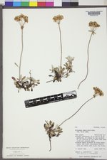 Eriogonum umbellatum var. majus image