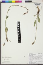 Rumex paucifolius image