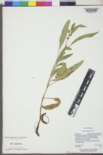 Rumex paucifolius image