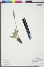 Rumex paucifolius image