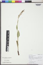 Rumex paucifolius image