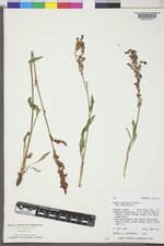 Rumex paucifolius image