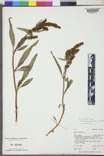 Rumex triangulivalvis image