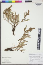 Rumex triangulivalvis image