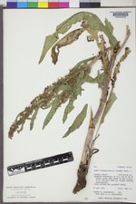 Rumex triangulivalvis image