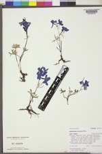 Delphinium bicolor image