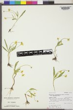 Ranunculus alismifolius var. montanus image