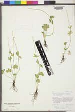 Ranunculus eschscholtzii var. eschscholtzii image