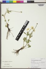 Ranunculus eschscholtzii var. eximius image