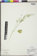 Ranunculus inamoenus image