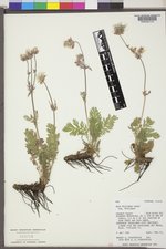 Geum triflorum image