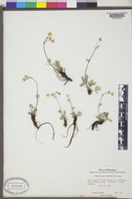 Potentilla diversifolia image