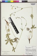 Potentilla diversifolia image