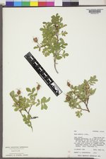 Rosa woodsii image