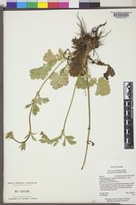 Geum macrophyllum image