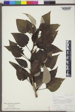 Populus balsamifera var. balsamifera image