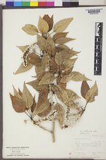 Populus balsamifera subsp. trichocarpa image