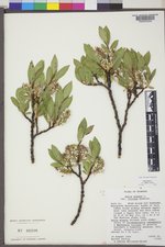 Salix glauca var. villosa image