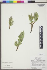 Salix glauca var. villosa image