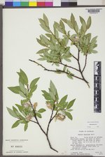 Salix farriae image