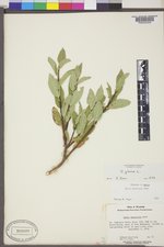 Salix glauca var. villosa image