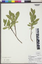 Salix myrtillifolia image