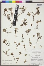 Salix rotundifolia var. dodgeana image
