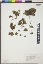 Salix rotundifolia var. dodgeana image