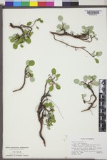 Salix nivalis image