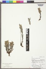 Castilleja pulchella image