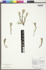 Castilleja pulchella image