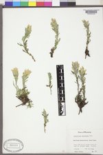 Castilleja pulchella image