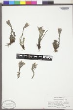 Castilleja pulchella image