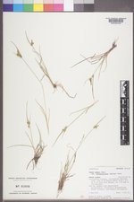 Carex oederi var. recterostrata image
