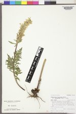 Pedicularis bracteosa var. paysoniana image