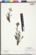 Pedicularis cystopteridifolia image