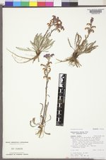 Pedicularis parryi image