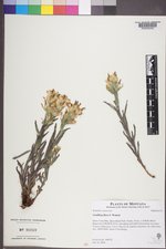 Castilleja flava image