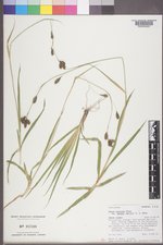 Carex luzulina var. ablata image