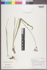 Allium brevistylum image