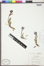 Penstemon procerus var. procerus image