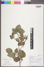 Alnus viridis var. sinuata image