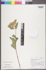 Spiraea betulifolia image