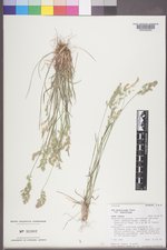 Poa secunda subsp. secunda image