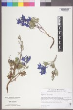 Delphinium bicolor image