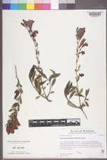 Penstemon fruticosus image