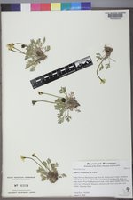Papaver radicatum subsp. kluanensis image