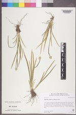 Triantha occidentalis subsp. montana image