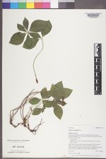 Cornus canadensis image