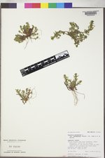 Veronica peregrina subsp. xalapensis image